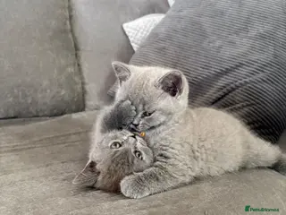 British Shorthair cats Champion line BSH kittens - Advert 6