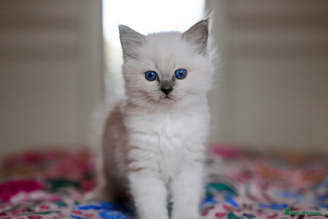 Ragdoll cats for sale: Beautiful Ragdoll Kittens – Male & Female - Advert 9