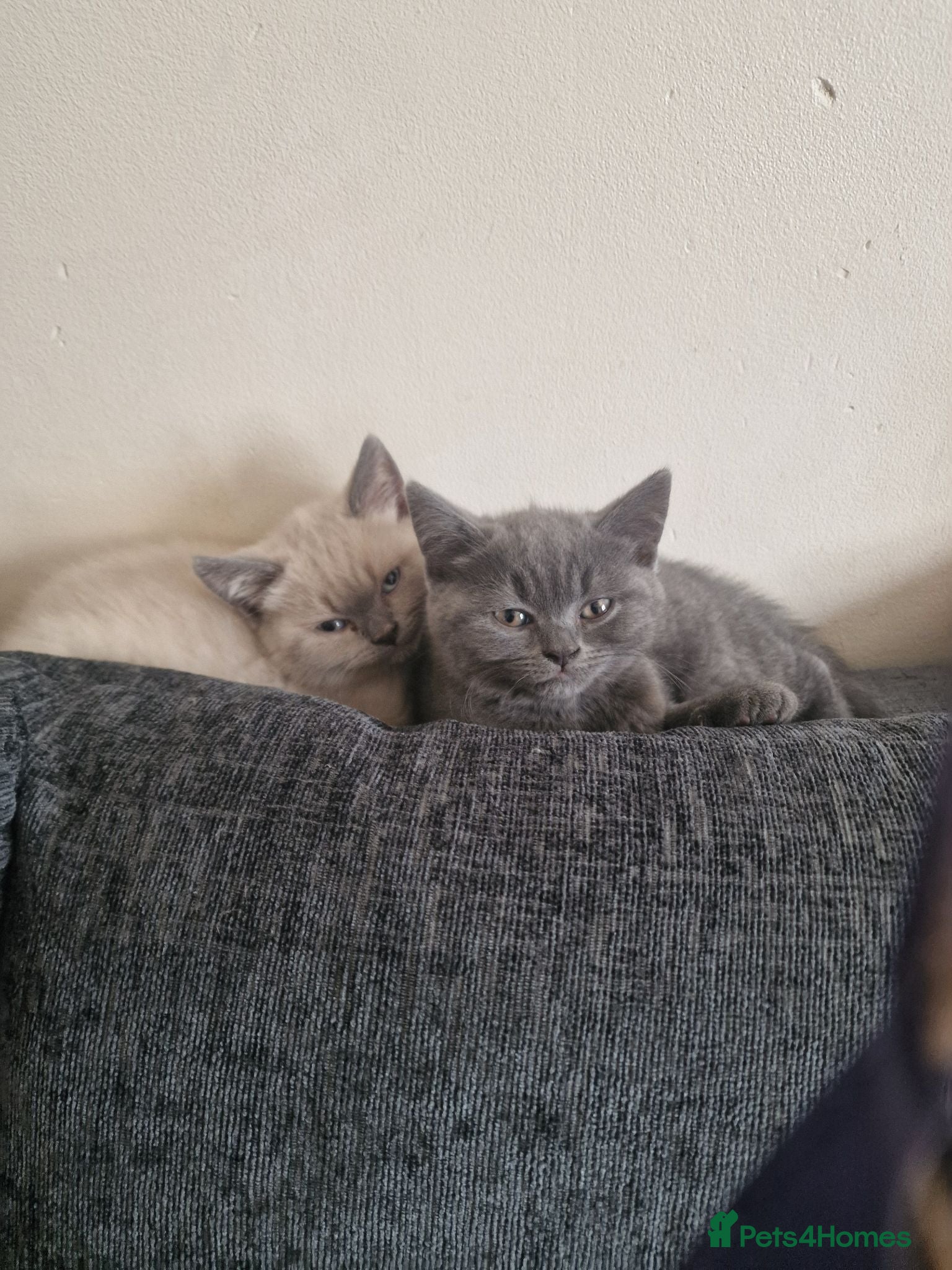 British Shorthair cats Rare British shorthair kittens - Advert 2