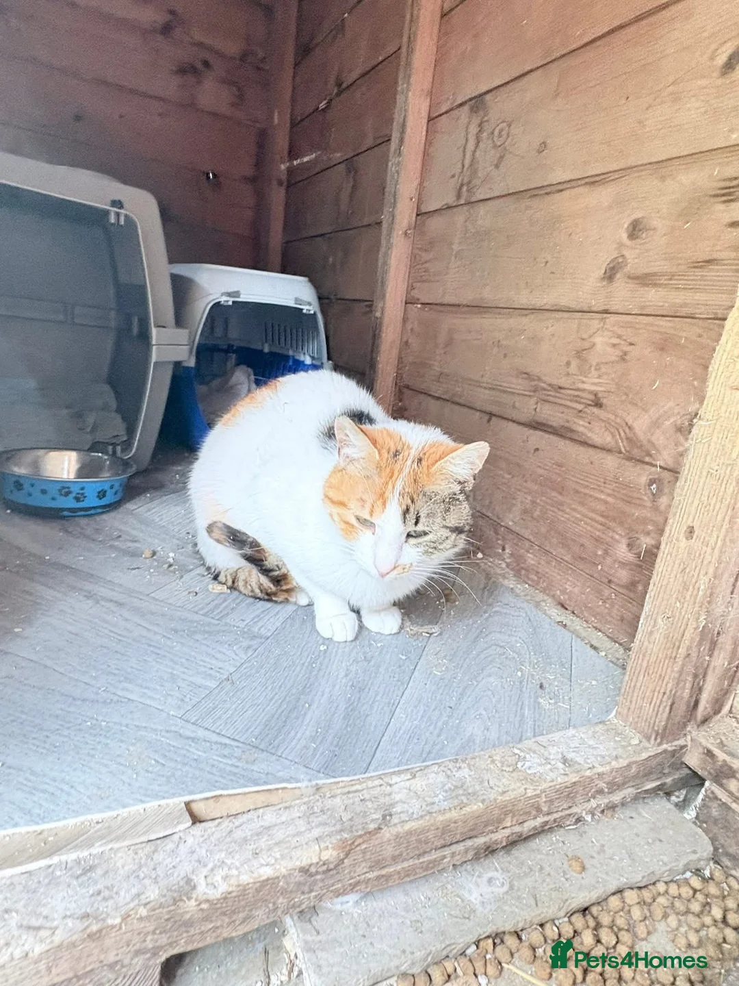 Mixed Breed cats for adoption: Mira - Guildford Surrey  - Advert 10