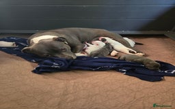 Staffordshire Bull Terrier dogs for sale: VERY RARE WHITE BLUE PIED & BLUE/WHITE SBT'S - Image 12