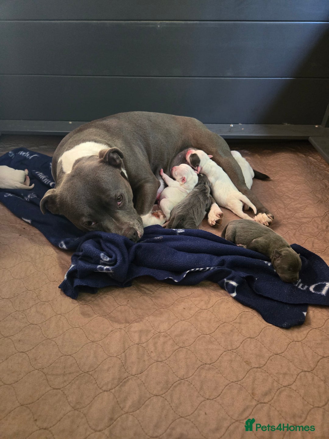 Staffordshire Bull Terrier dogs for sale: VERY RARE WHITE BLUE PIED & BLUE/WHITE SBT'S - Image 12