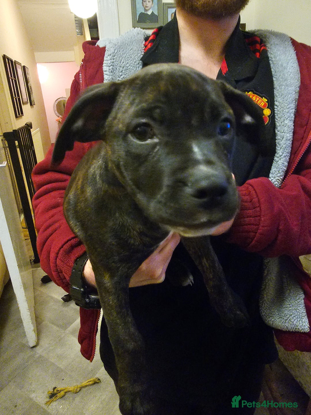 Mixed Breed dogs for sale: Female Staffordshire bull terrier puppy - Image 9