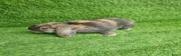 Mini Lop rabbits for sale: Purebred mini lop - Advert 2