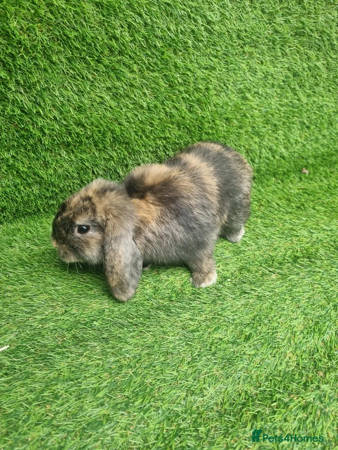 Mini Lop rabbits for sale: Purebred mini lop - Advert 2
