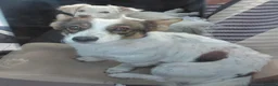Mixed Breed dogs for adoption: 🐾🤍🤎 JESSY – LITTLE DOG, LOTS OF LOVE 🤎🤍🐾 in Wigan - Advert 11