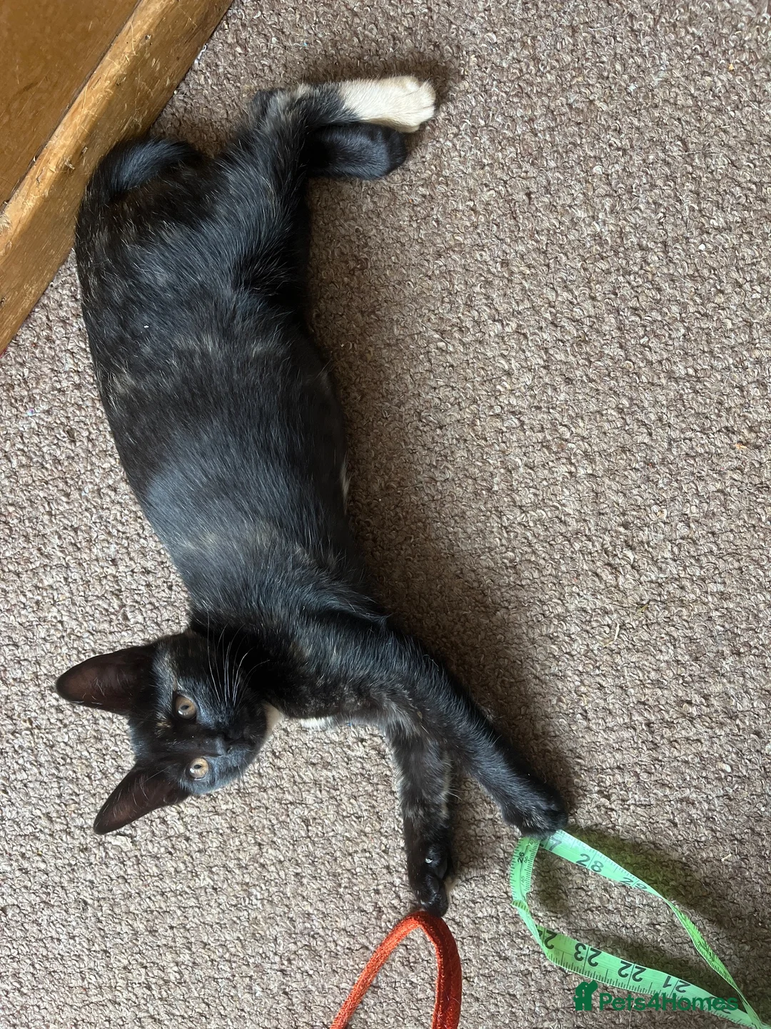 Mixed Breed cats for sale: 4 Gorgeous Ragdoll Cross Kittens - Advert 2