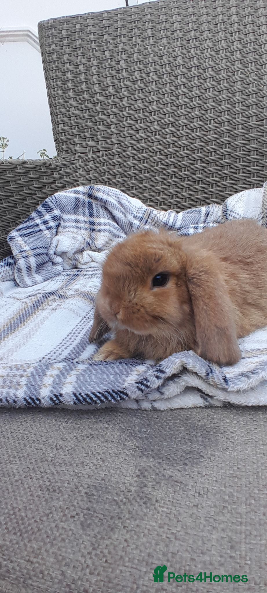 Mini Lop rabbits Mini lop rabbits - Advert 1