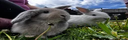 Mixed Breed rabbits for sale: Mixed Breed Bunnies in Street - Advert 7