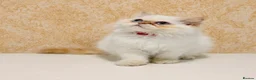 Persian cats for sale: Beautiful Red Point Persian Cats Looking for Homes - Advert 6