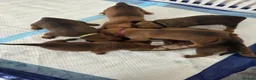 Mixed Breed dogs for sale: Beautiful coloured pups - Advert 8