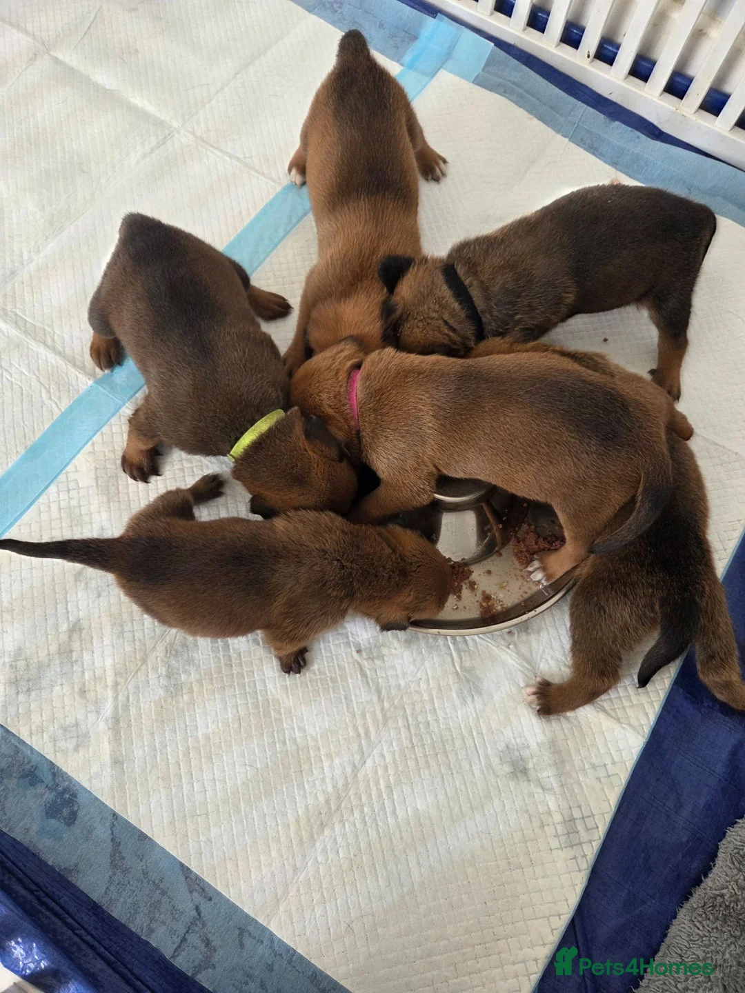 Mixed Breed dogs for sale: Beautiful coloured pups - Advert 8