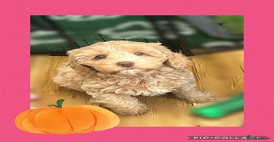 Australian Labradoodle dogs - Advert 11