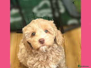 Australian Labradoodle dogs - Advert 1