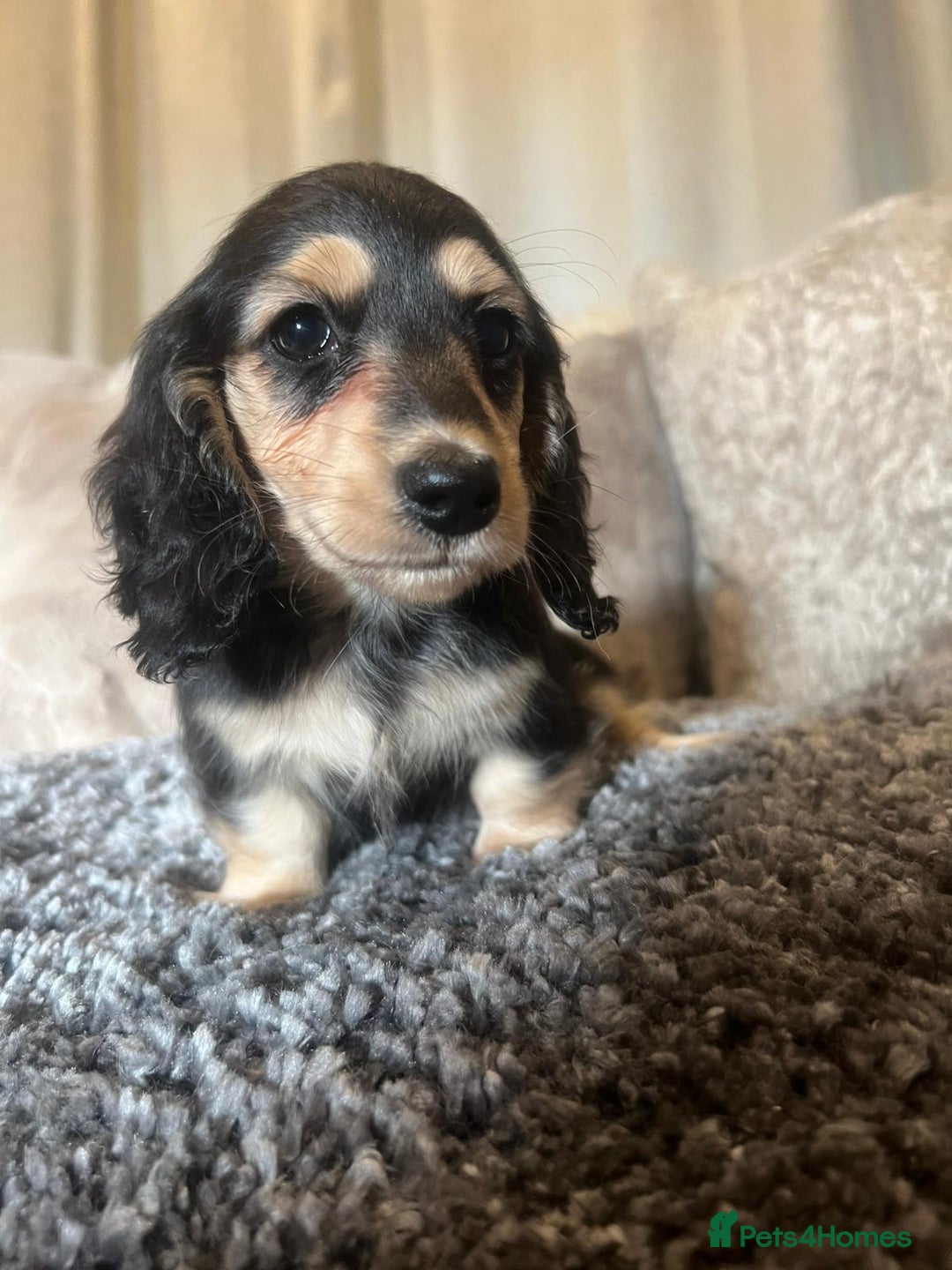 Miniature Dachshund dogs for sale: Cream Longhaired miniature dachshunds  - Advert 11