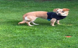 Mixed Breed dogs for adoption: Little Beea - Image 4