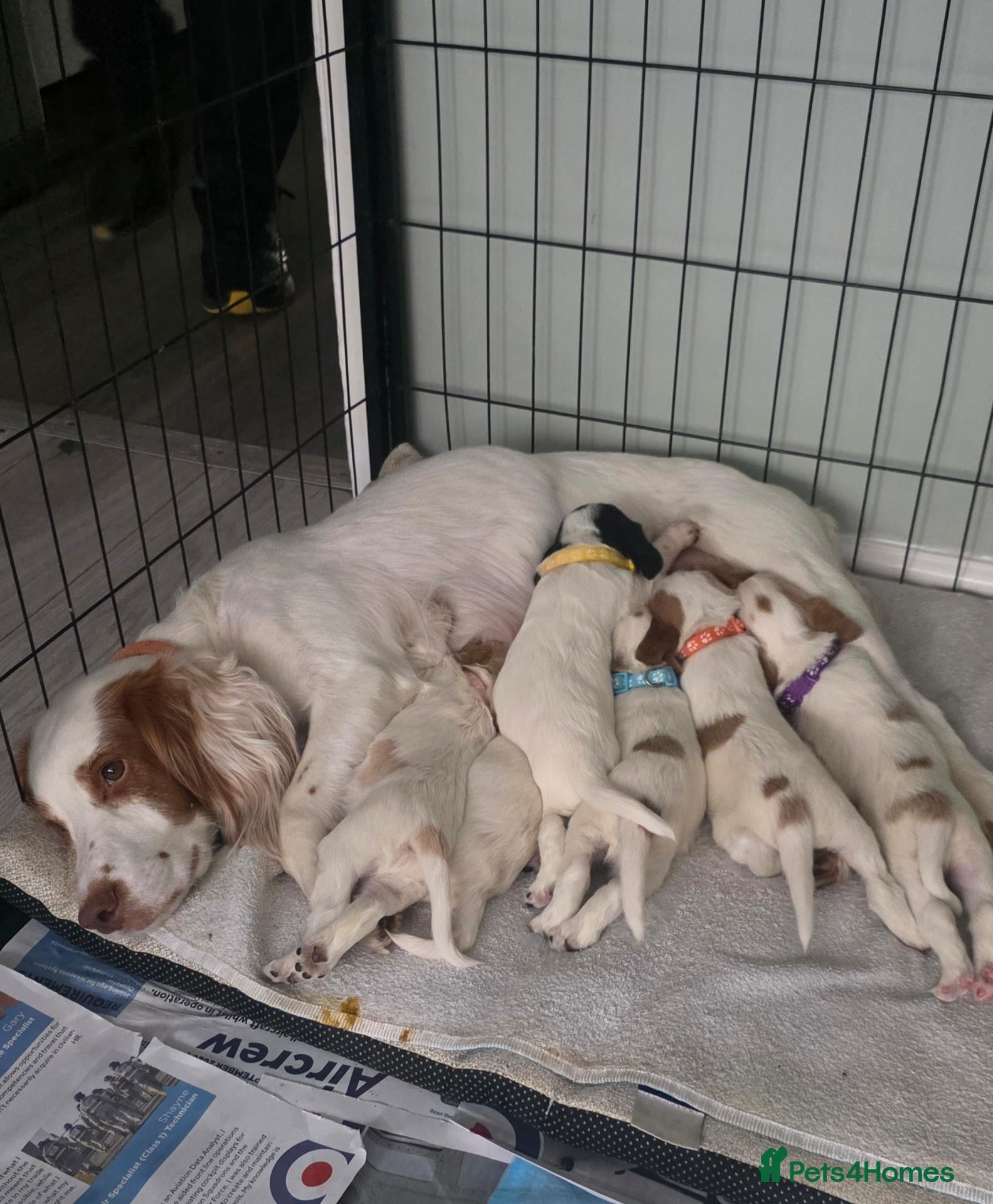 Sprocker dogs 4th gen Sprocker puppies  - Advert 1