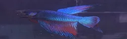 Other/Mixed Breed fish for sale: Mixture of all different types of fish i have. - Advert 3