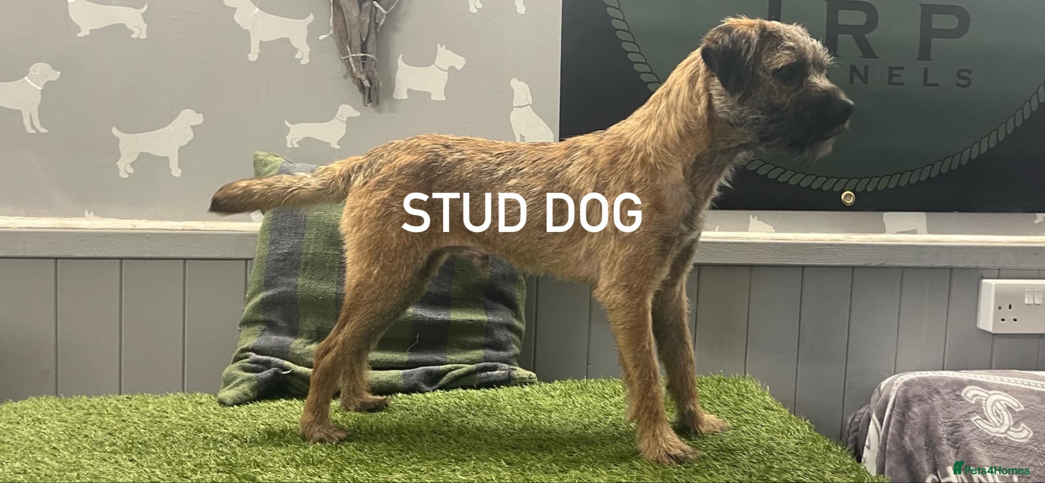 Border Terrier dogs BEAUTIFUL BORDER TERRIER PUPPIES  - Advert 2