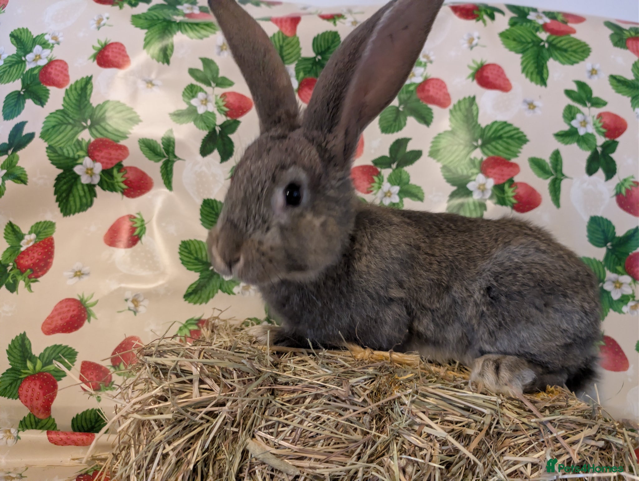 Continental Giant rabbits Continental giant  - Advert 19