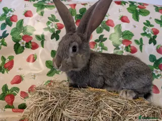 Continental Giant rabbits Continental giant - Advert 19