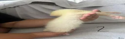 Ferret rodents for sale: Stunning part angora kits for sale in Cardiff - Advert 21