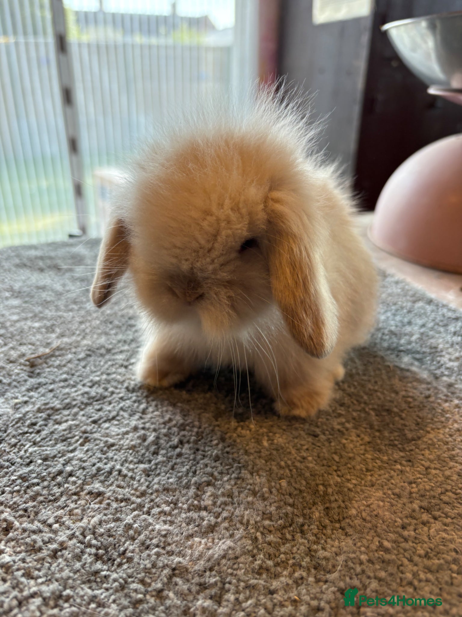 Mini Lion Lop rabbits for sale: UPDATED 08/05 Double mane lionlops available - Advert 1