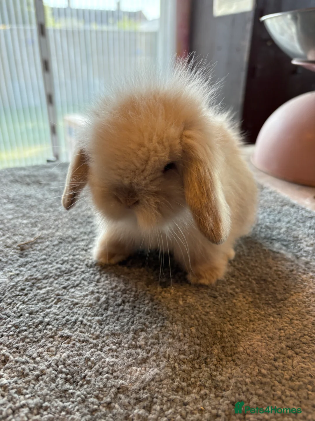 Mini Lion Lop rabbits for sale: UPDATED 08/05 Double mane lionlops available - Advert 1