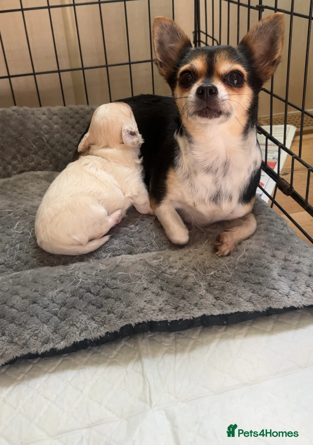 Chihuahua dogs for sale: Stunning white fluffy chihuahua boy - Advert 2