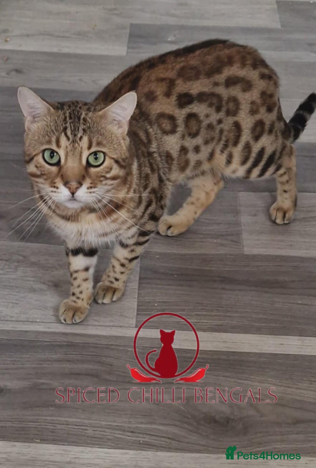 Bengal cats for sale: 👑🏆Supreme grand champion ready to retire🔥 - Image 2