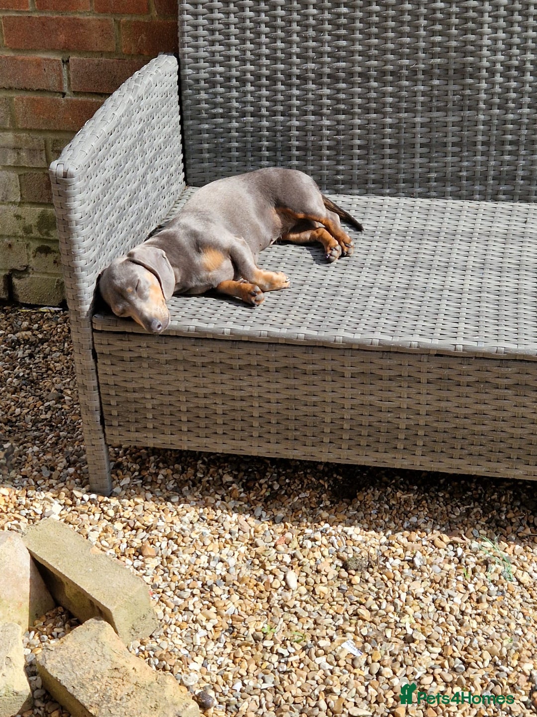 Miniature Dachshund dogs for sale: 3 miniature dashounds 1 boy, 2 girls  - Advert 2