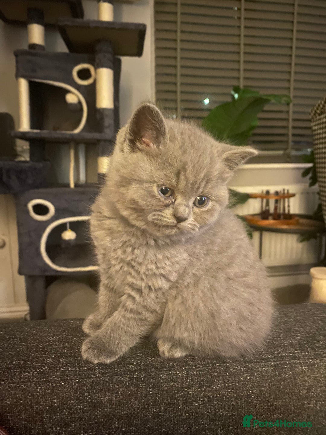 British Shorthair cats for sale: Stunning British short hair GCCF/TICA - Advert 6