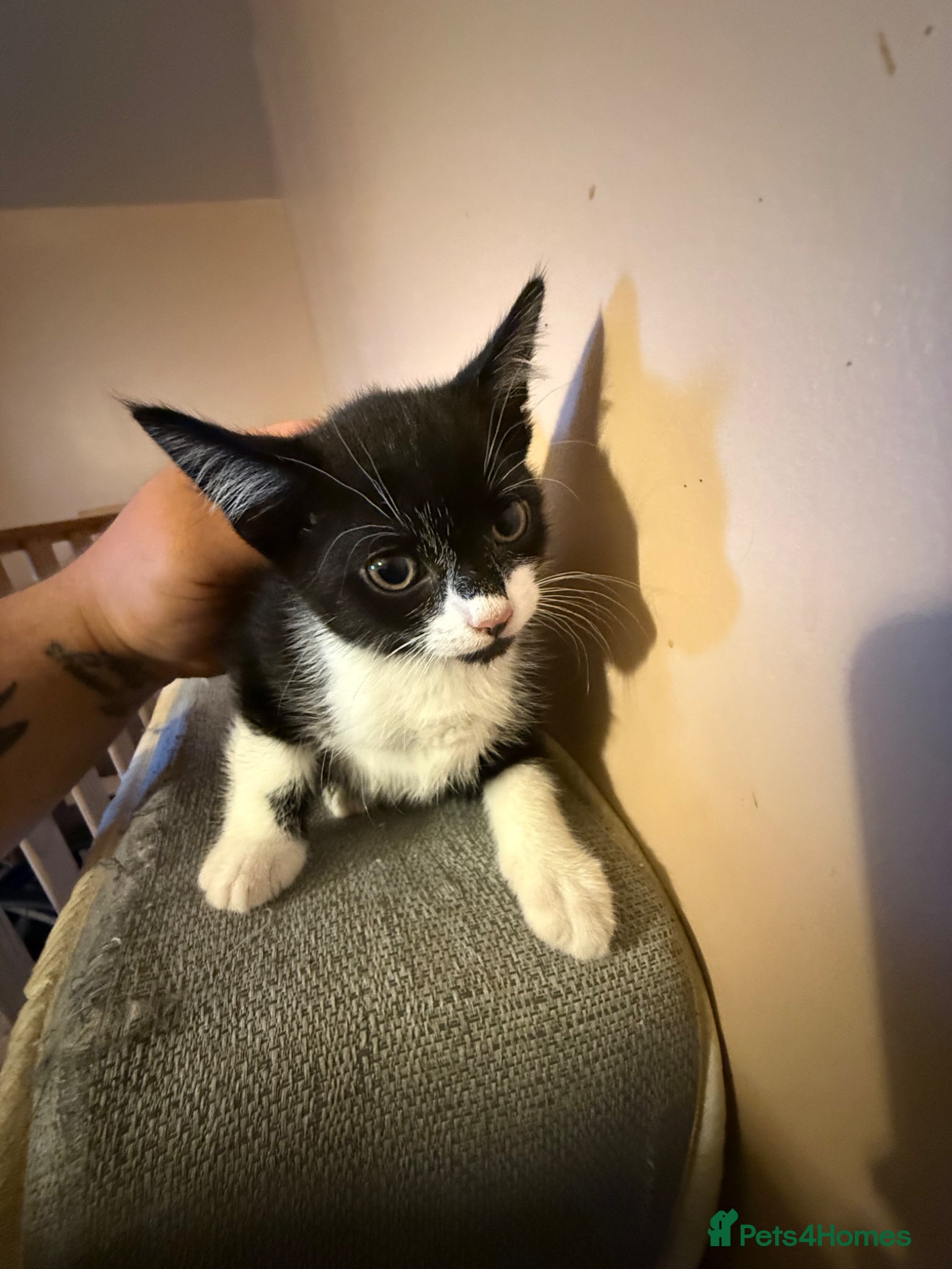 Mixed Breed cats for sale: Kittens for sale  in London - Advert 7