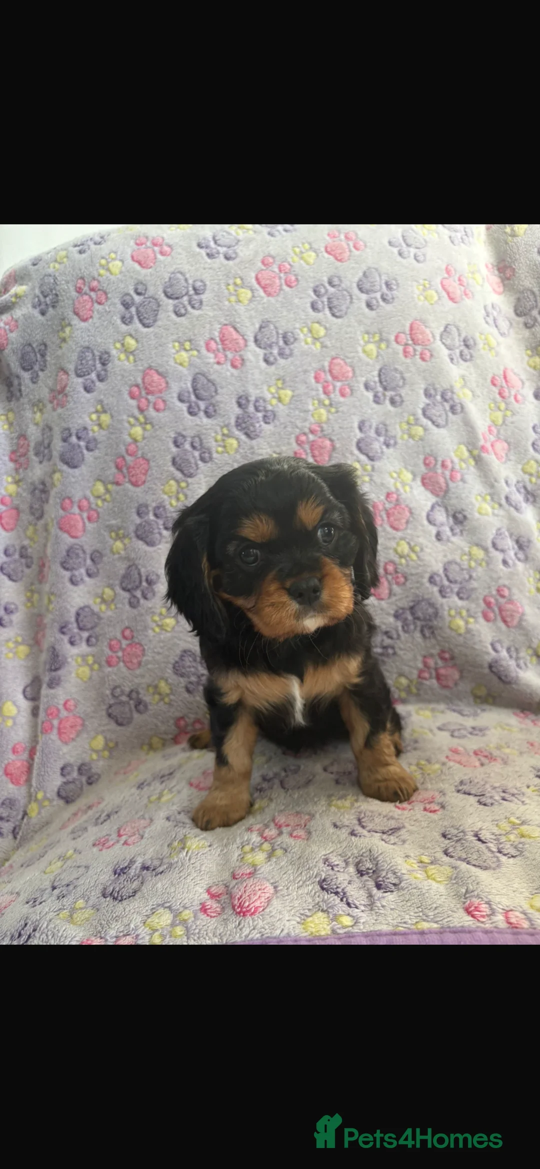 Cavalier King Charles Spaniel dogs for sale: Cavalier King Charles spaniel puppies❤️ - Advert 23