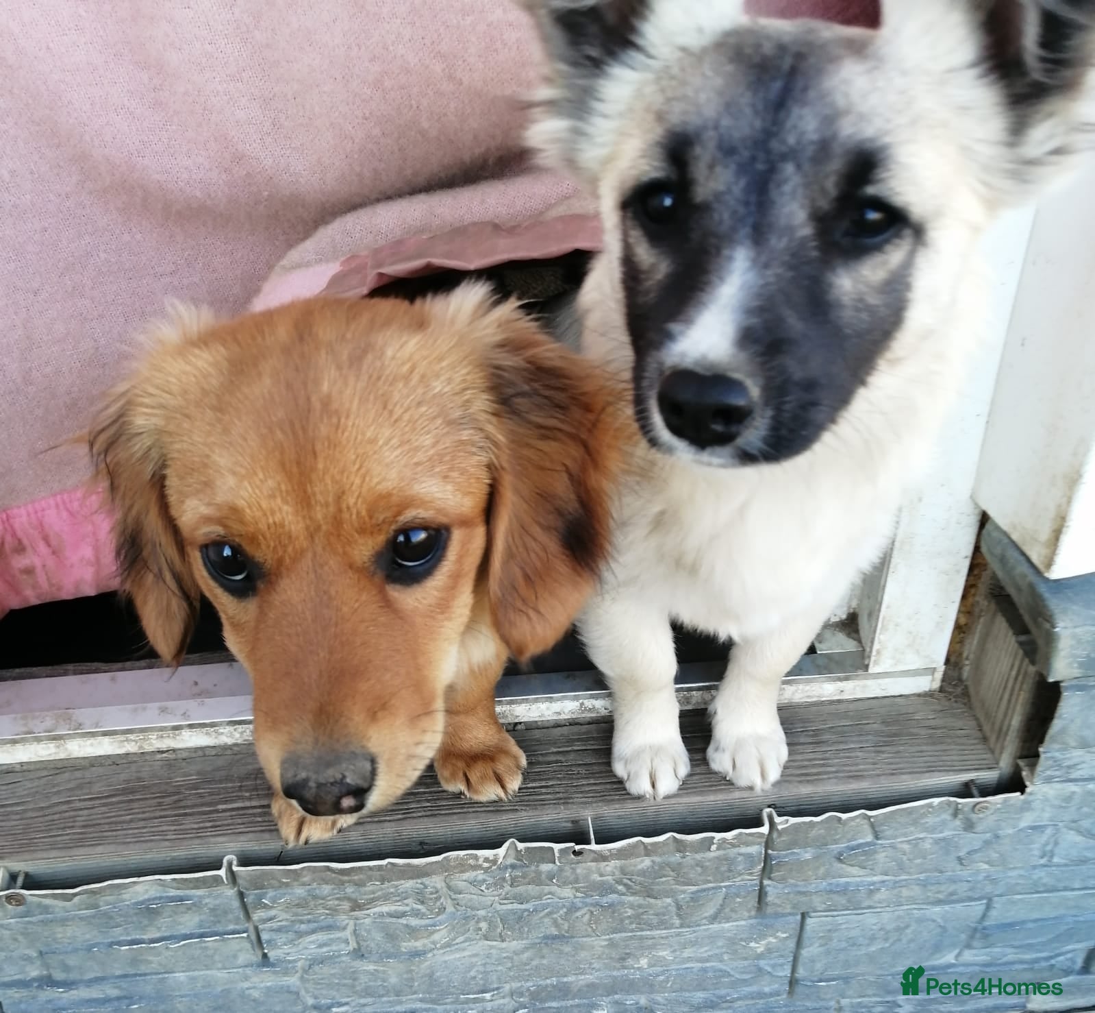 Mixed Breed dogs ❤️🐶 CANDY & ESMERALDA - Advert 2