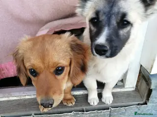 Mixed Breed dogs ❤️🐶 CANDY & ESMERALDA - Advert 2