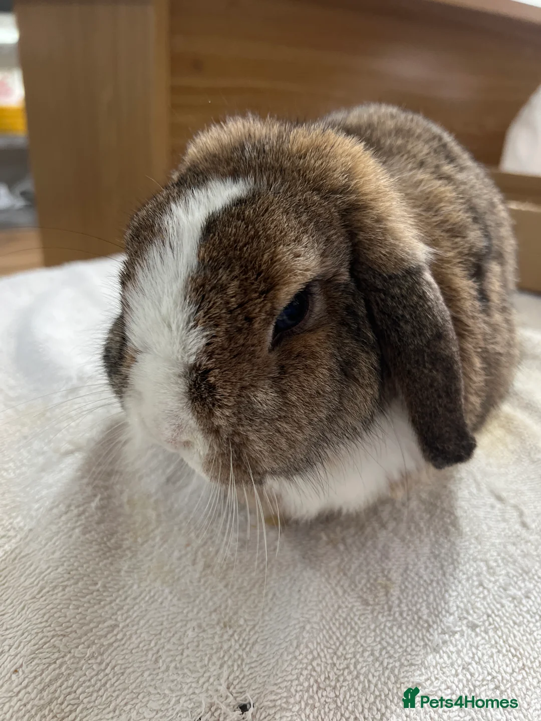 English Lop rabbits for sale: Boy rabbit - Advert 1