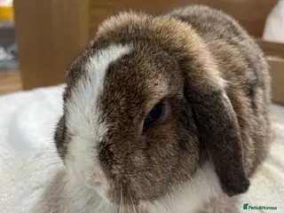 English Lop rabbits Boy rabbit - Advert 1