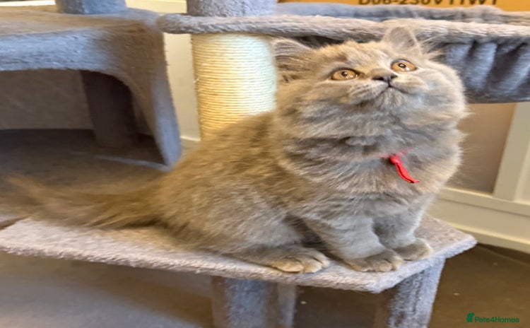 British Longhair cats - Advert 2