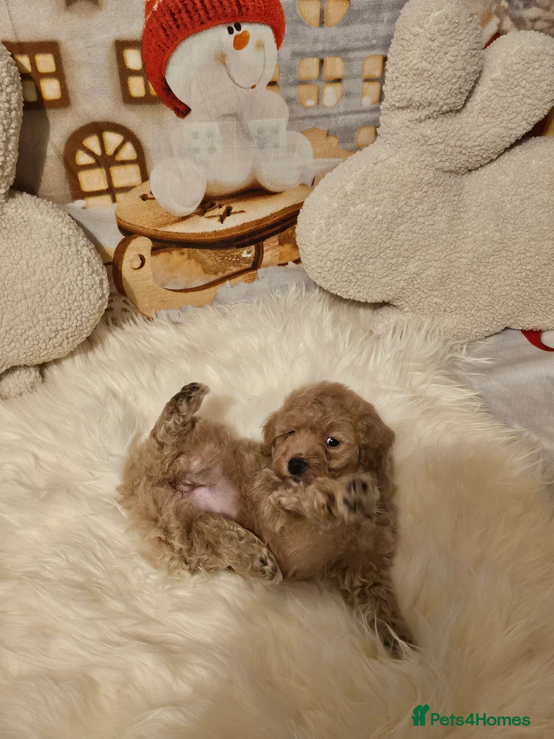 Maltipoo dogs for sale: 🐶 Beautiful Apricot Maltipoo Puppies for Sale 🐶 - Advert 4