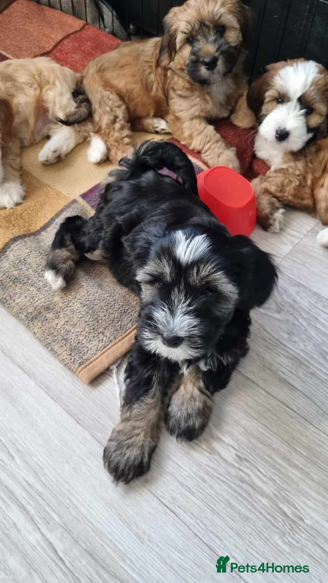 Tibetan Terrier dogs Last BOY READY NOW Tibetan Terrier  - Advert 1