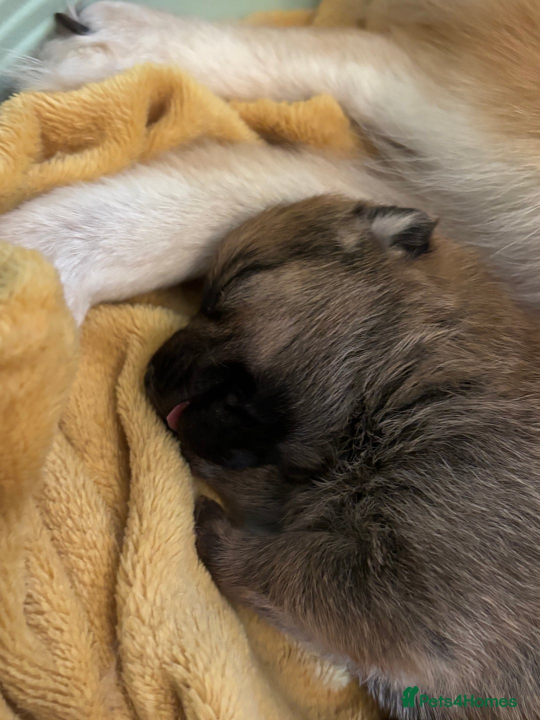 Mixed Breed dogs for sale: Jackaranian puppies - Advert 20