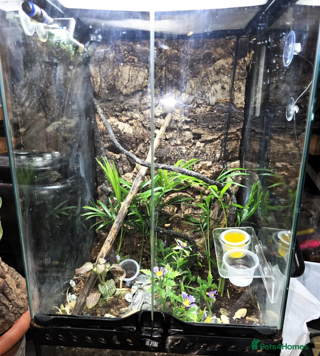 Gecko reptiles for sale: Mourning Geckos - Advert 3