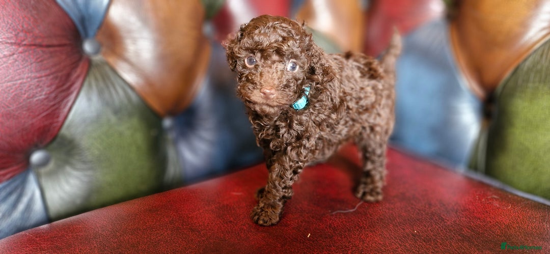 Toy Poodle dogs for sale: Gorgeous chocolate tiny toy poodles  - Image 16
