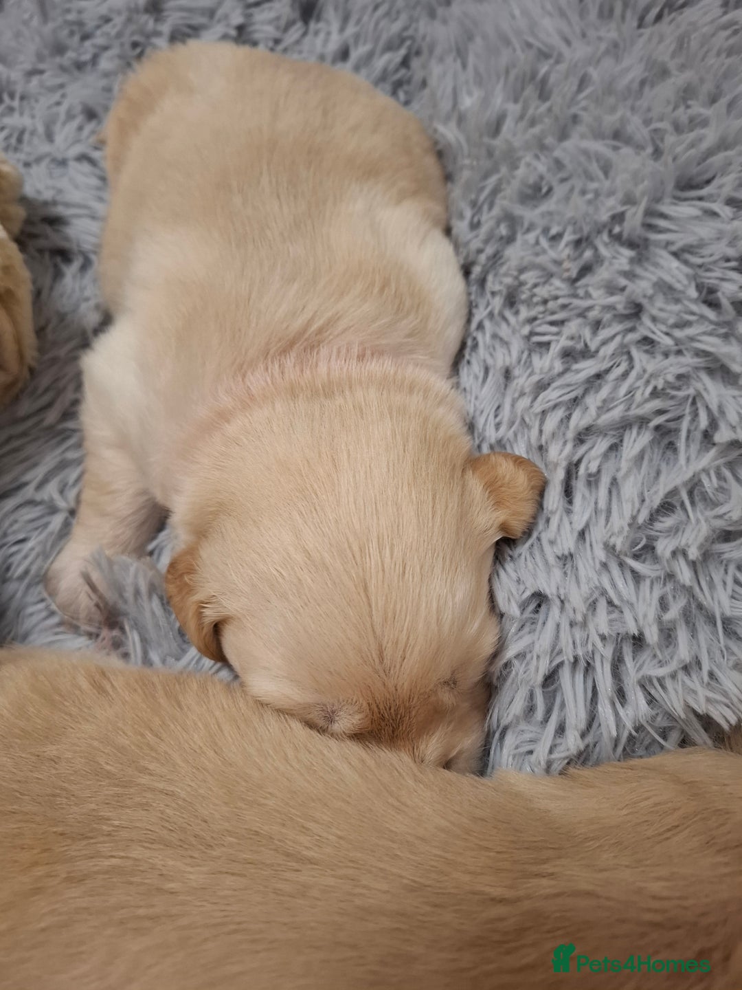 Golden Retriever dogs for sale: KC reg golden retriever puppies - Advert 29