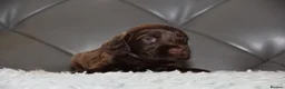 Cocker Spaniel dogs for sale: Kc Reg Show Type Cocker Spaniel  Health Tested - Advert 40