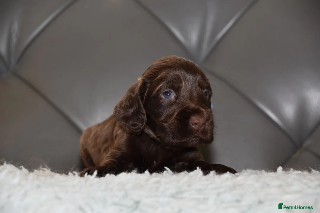 Cocker Spaniel dogs for sale: Kc Reg Show Type Cocker Spaniel  Health Tested - Advert 40