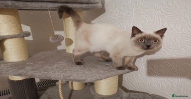 British Shorthair cats - Advert 1