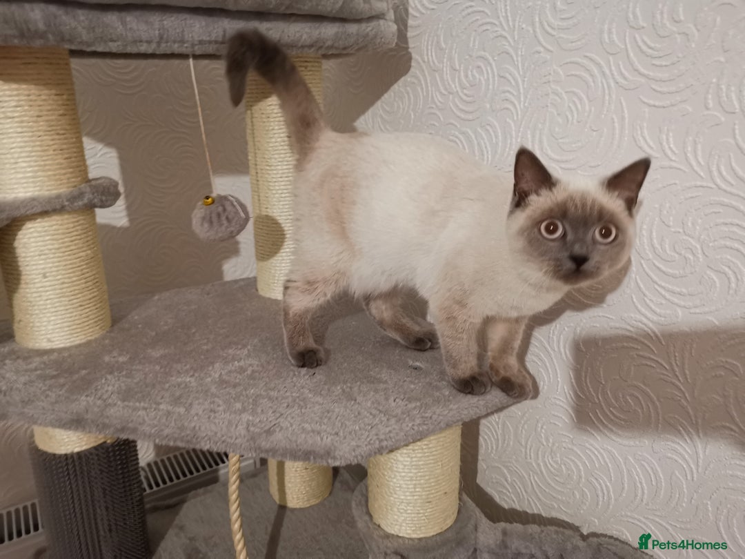 British Shorthair cats for sale: Stunning GCCF reg BSH kittens Ready to leave!! - Image 3