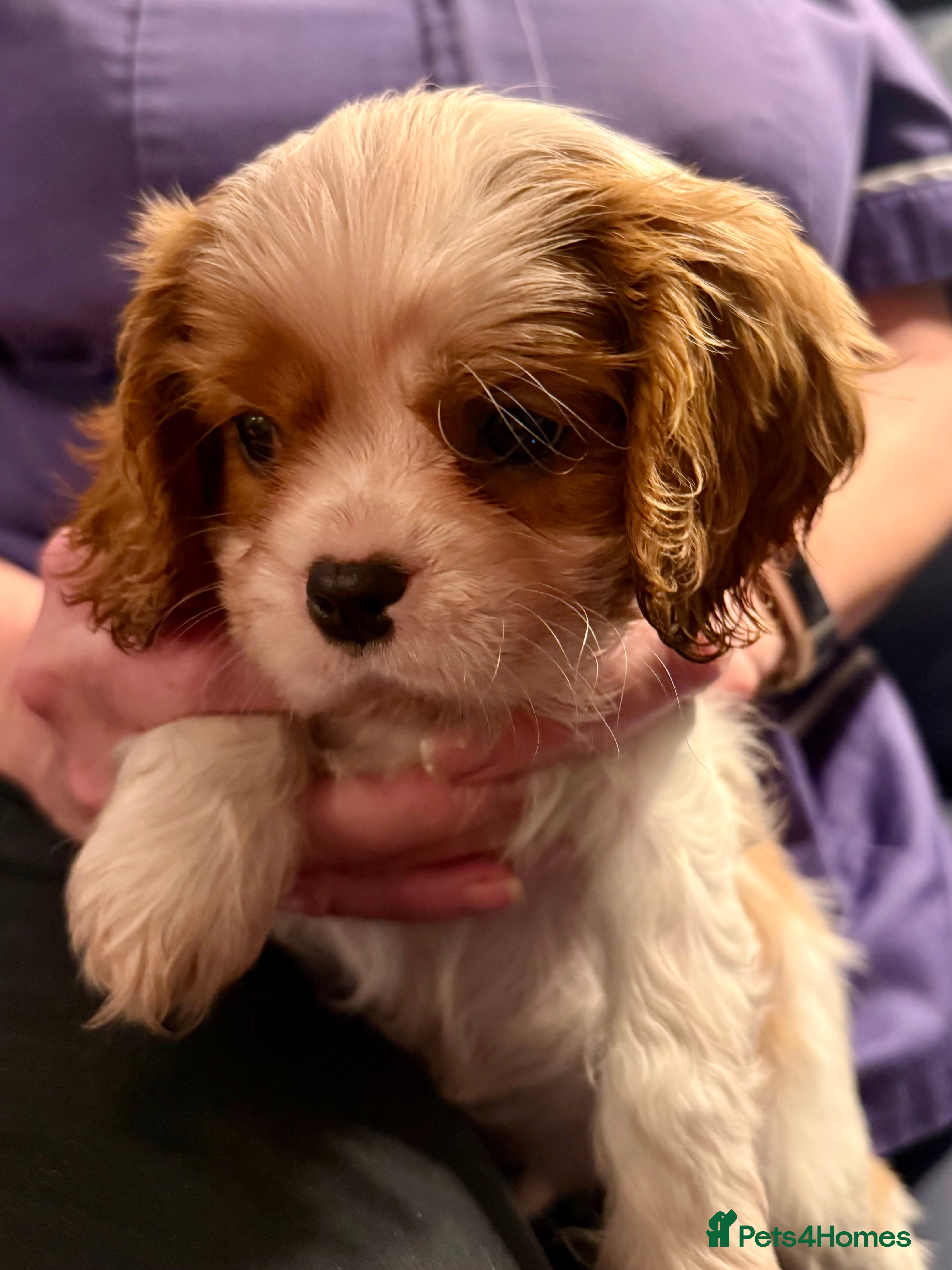 Cavalier King Charles Spaniel dogs BEAUTIFUL MALE PUPPIES  - Advert 3
